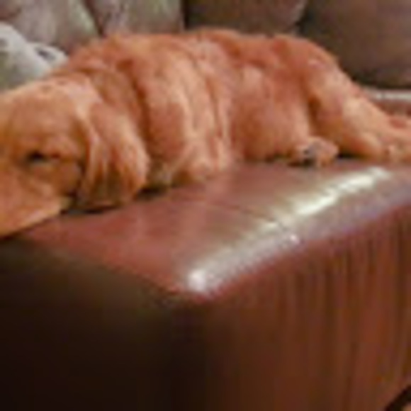 Meet your Posher, Fran - Picture 1 of 1